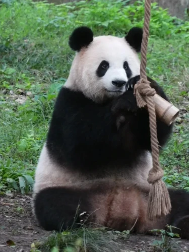Panda Liang Yue 21