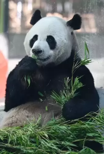 Panda Ling Yan 20