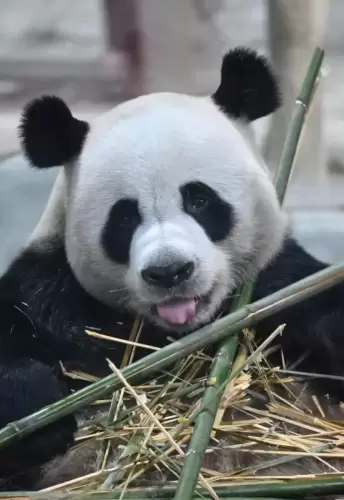 Panda Ling Yan 8
