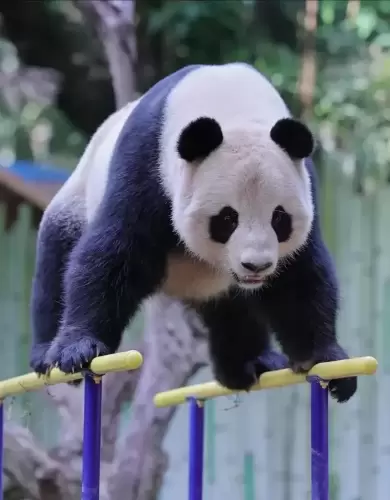 Panda Long Zai 4