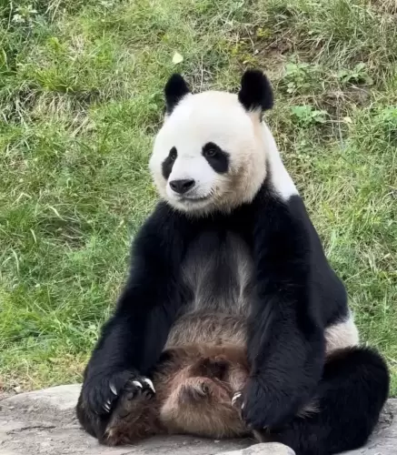 Panda Lou A Bao 1