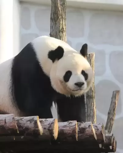 Panda Lou A Bao 10