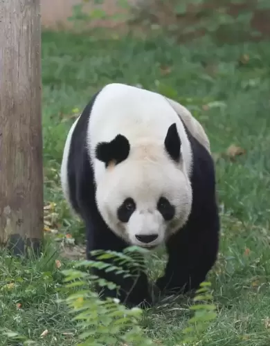 Panda Lou A Bao 11