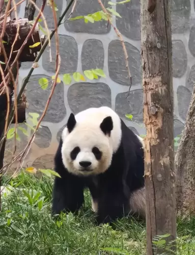 Panda Lou A Bao 4