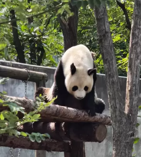 Panda Lou A Bao 8