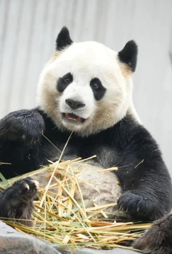 Panda Lu Lu 2014 1