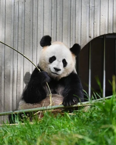 Panda Lu Lu 2014 2