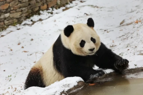 Panda Lu Lu 2014 5