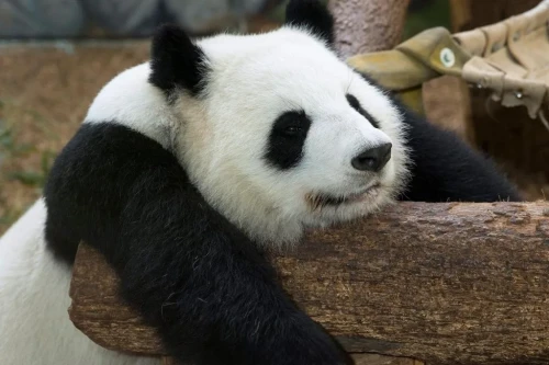 Panda Lun Lun 2
