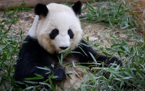 Panda Lun Lun 3