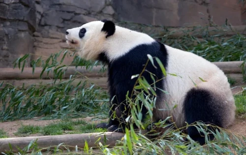 Panda Lun Lun 4