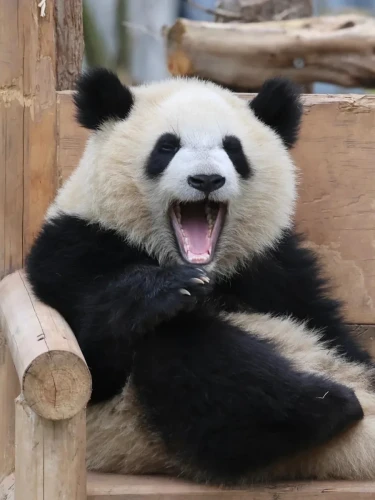Panda lun wu 2