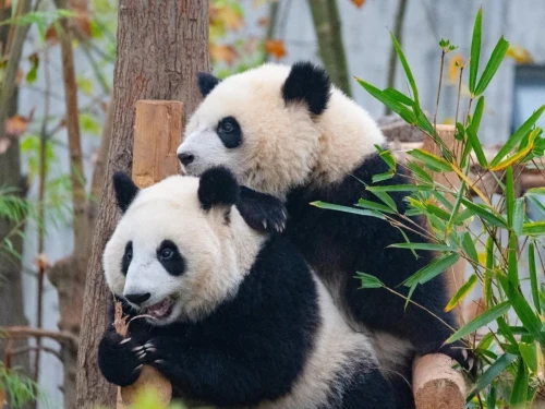 Panda lun wu 3