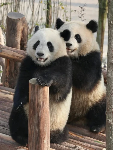 Panda lun wu 4