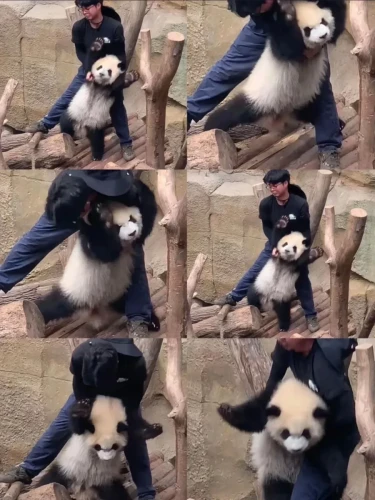 Panda lun wu 7