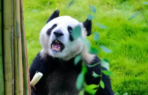 Panda Mai Mai 7