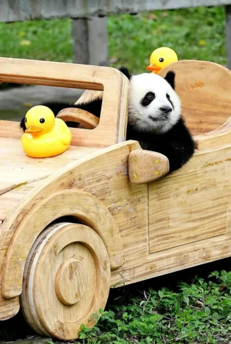 Panda Mang Can Can 1