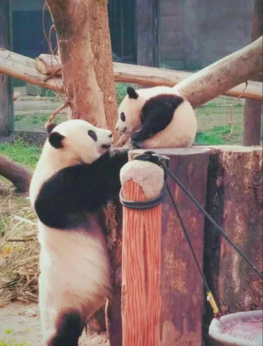 Panda Mang Can Can 2