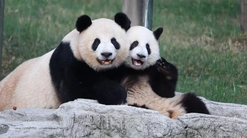 Panda Mang Can Can 3