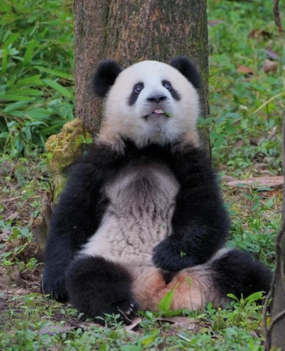 Panda Mang Can Can 4