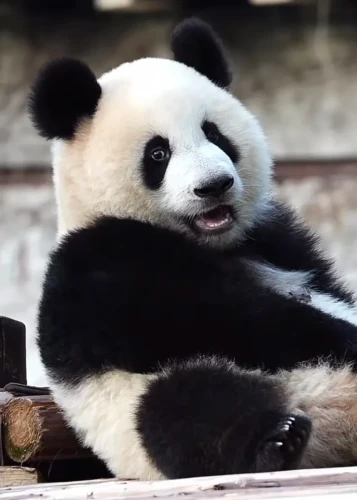 Panda Mang Can Can 5