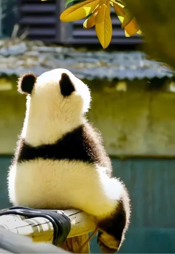 Panda Mang Can Can 6