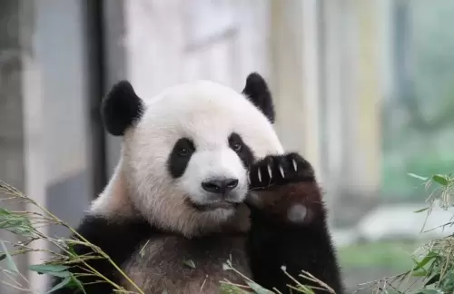 Panda Mang Zai 2