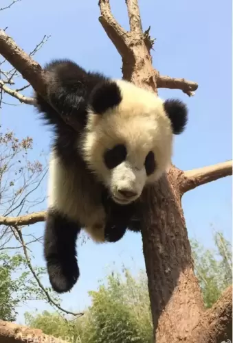 Panda Mao Sun 7