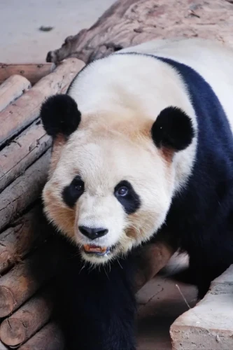 Panda Mao Zhu 4