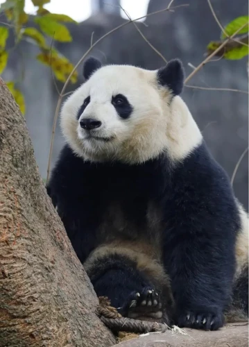Panda mei huan 1