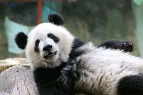 Panda mei huan 2