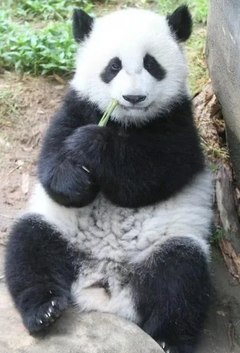 Panda mei huan 3
