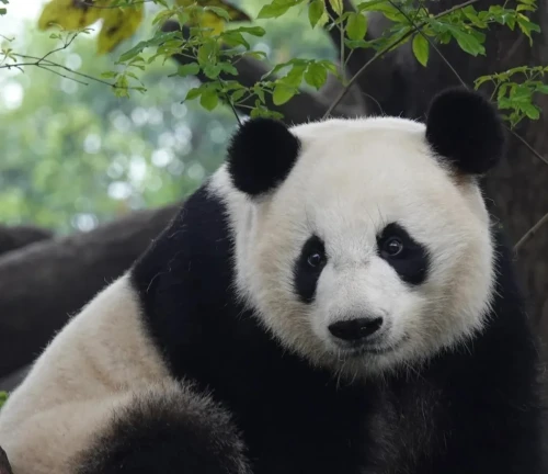 Panda mei huan 4