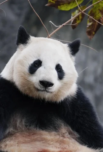 Panda mei huan 6