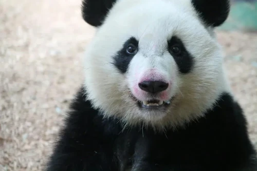 Panda mei huan 7