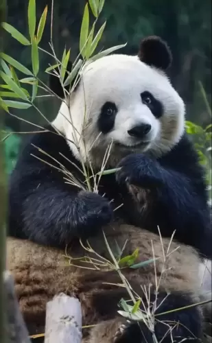 Panda Mei Lan 1