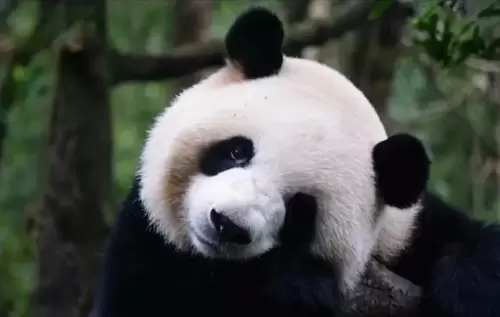 Panda Mei Lan 10