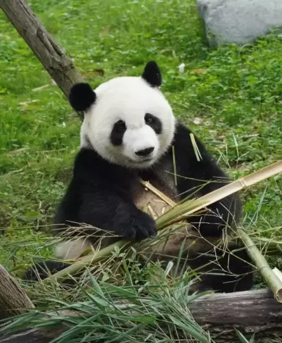 Panda Mei Lan 11