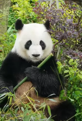 Panda Mei Lan 13