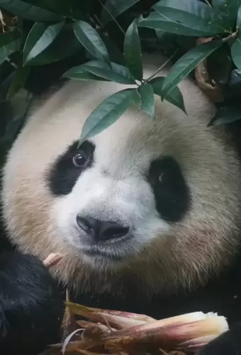 Panda Mei Lan 13