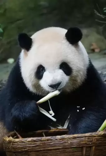 Panda Mei Lan 14