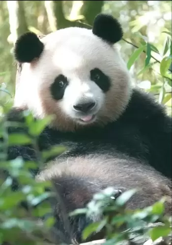 Panda Mei Lan 18