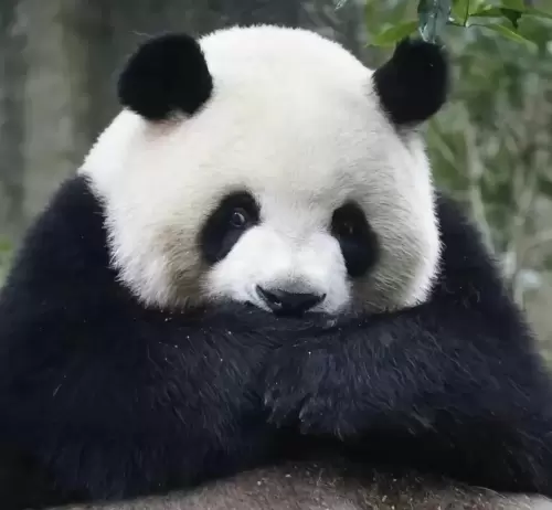 Panda Mei Lan 2
