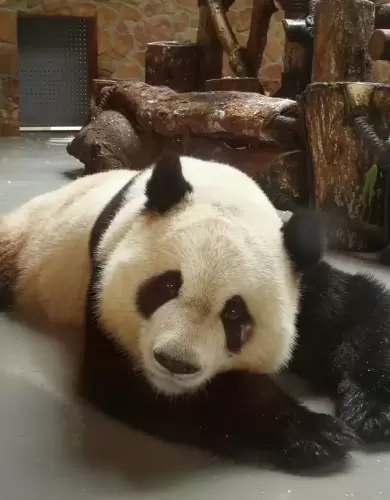 Panda Mei Lan 21