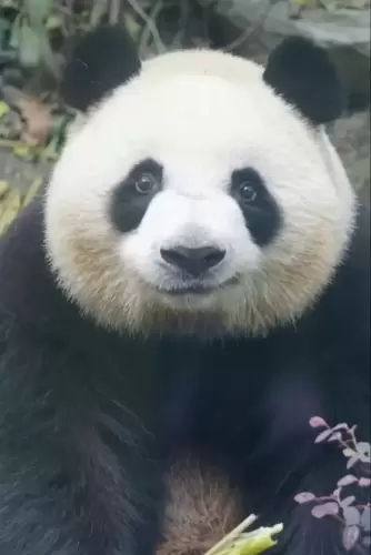 Panda Mei Lan 3