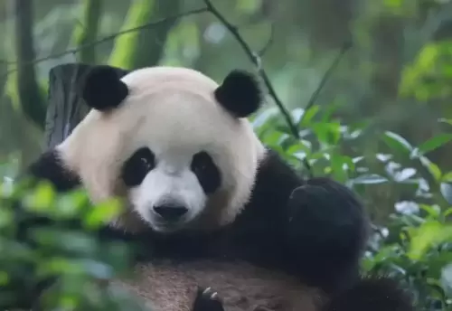 Panda Mei Lan 5
