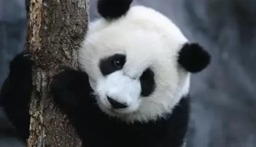 Panda Mei Lan 6