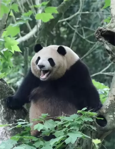 Panda Mei Lan 6