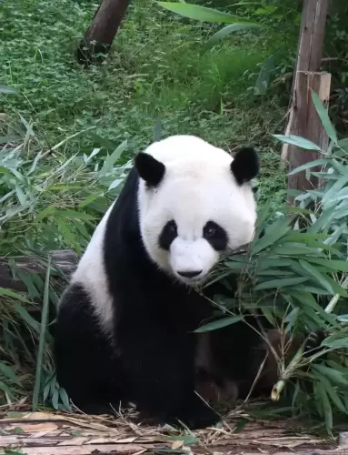 Panda Mei Lan 8