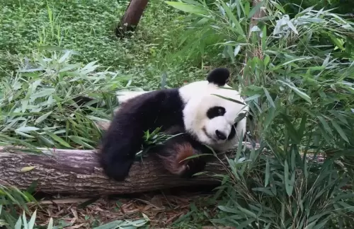 Panda Mei Lan 9